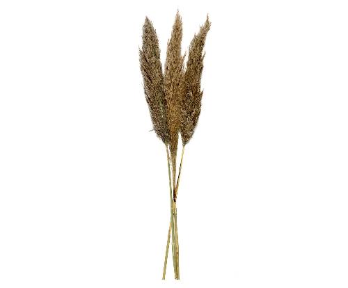 ANDREA HOUSE AX70130 Ramo Flor Pampas Nat (3Ud) 100Cm