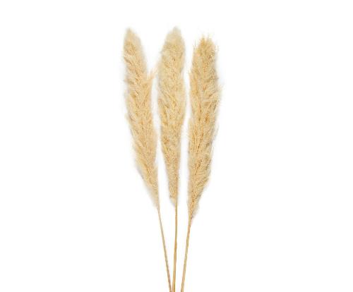 ANDREA HOUSE AX70131 Ramo Flor Pampas Bl (3Ud) 115Cm