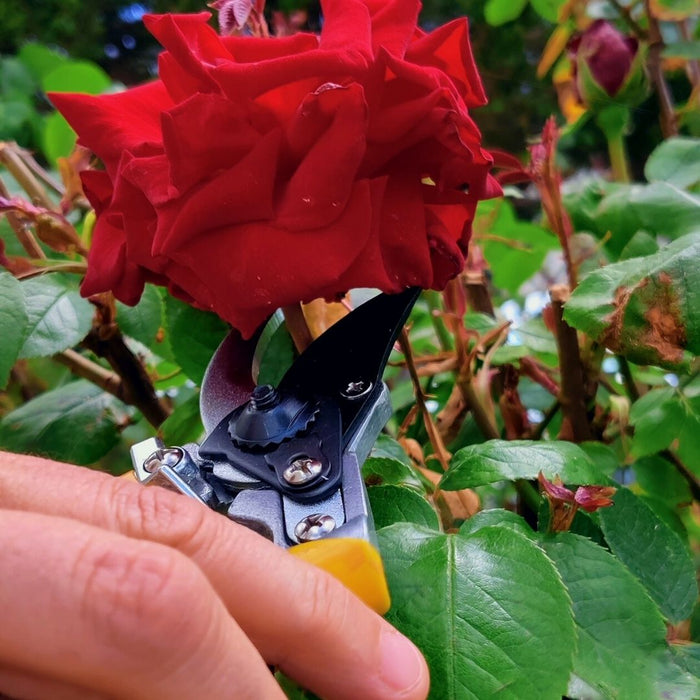 ARCOBAÑ 15TIPO  Tijeras De Podar De Jardín