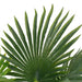VXL Planta Artificial Palmera Con Macetero 70 Cm Verde 5 a 7 Días VXL 