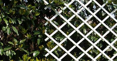 BONERVA MAL0434 TODOGOMA