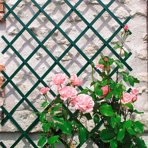 BONERVA MAL0433 TODOGOMA