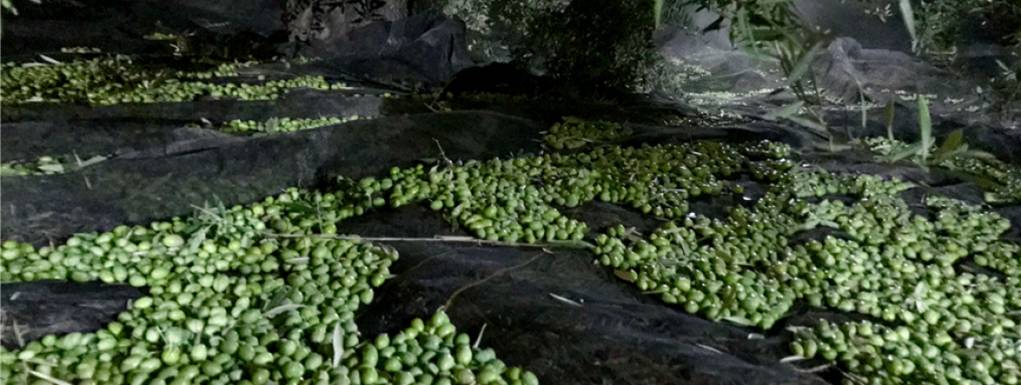 BONERVA MAL0042 TODOGOMA